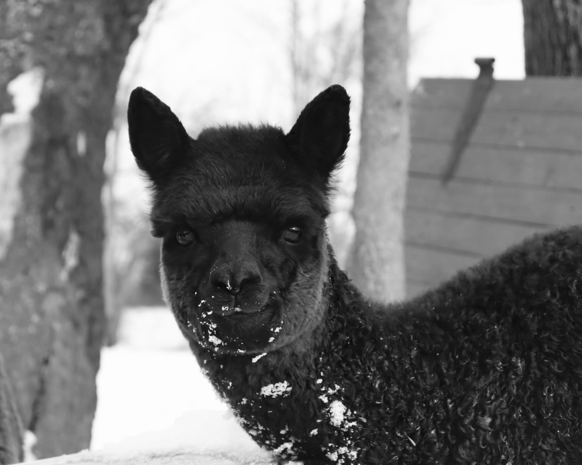 Nightsong the cria in the snow