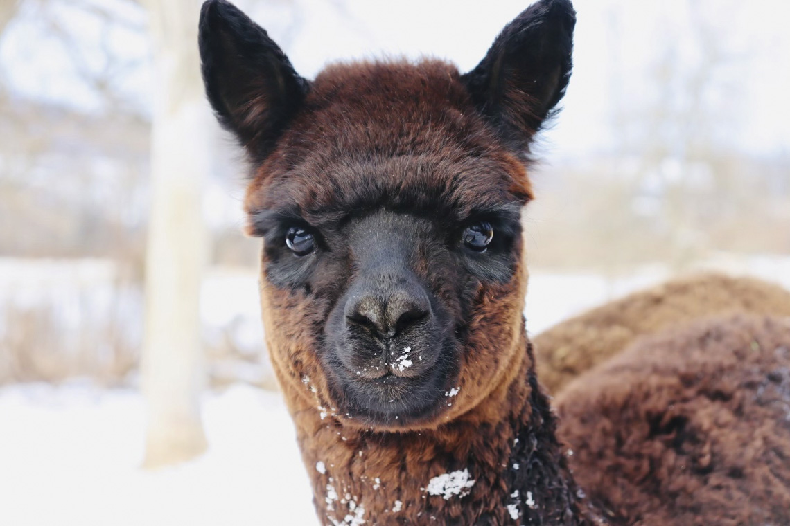 Snowbody is cuter than an alpaca in the snow!