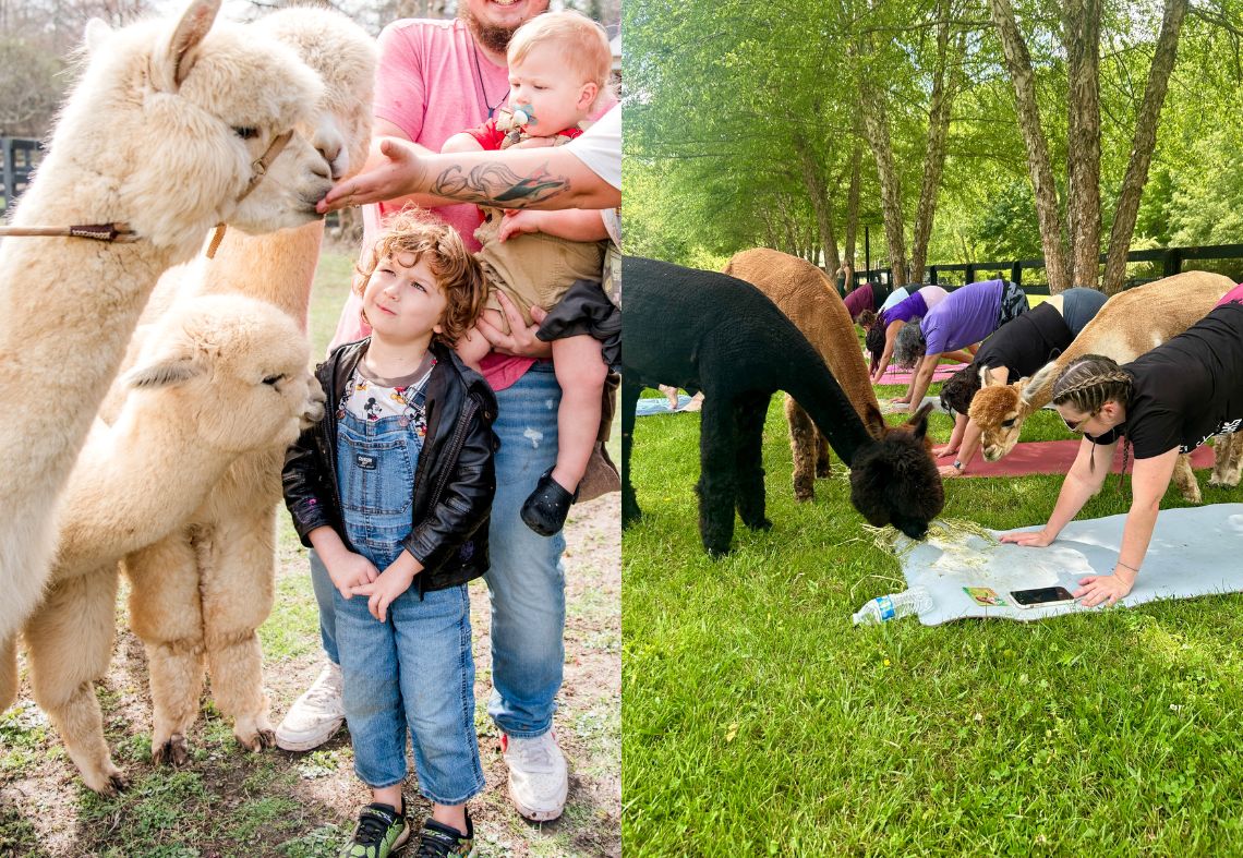 Membership Monday with Lost Mountain Alpaca Ranch