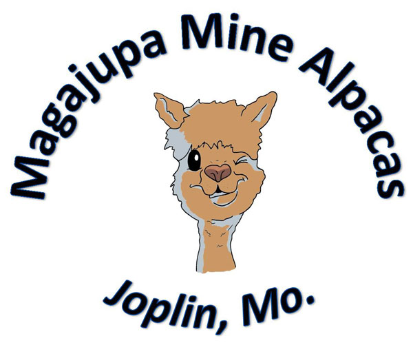 Magajupa Mine Alpacas