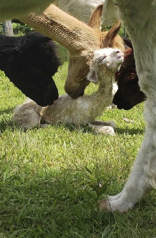 Welcome to the herd Luna!