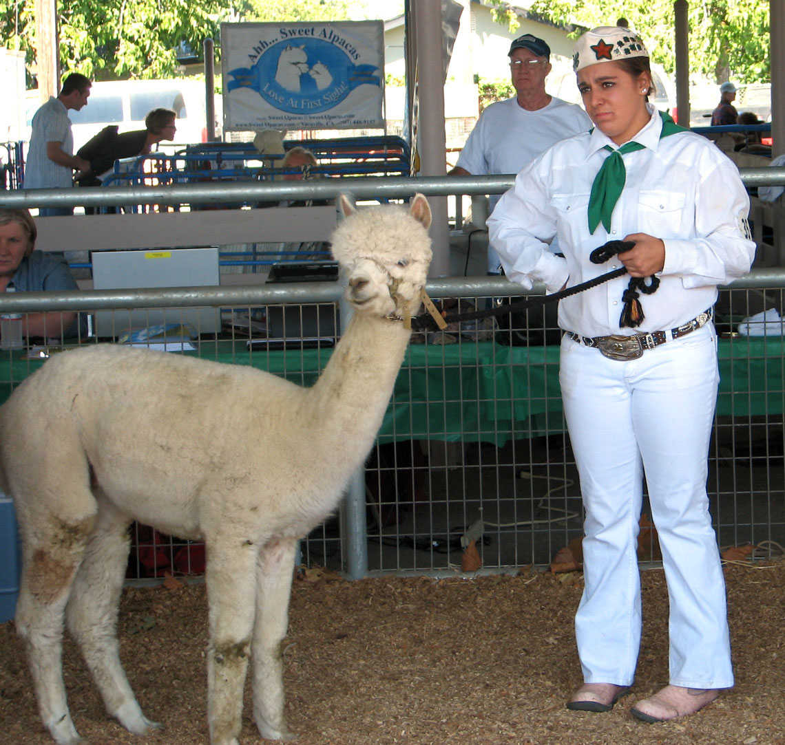 huacaya alpaca being judged in the show ring