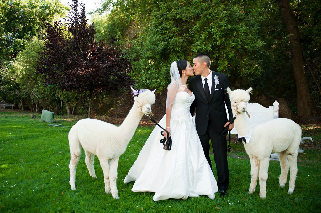 Japhet and Blizzard with Wedding Couple