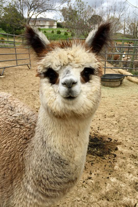 Menagerie Hill Ranch Logo