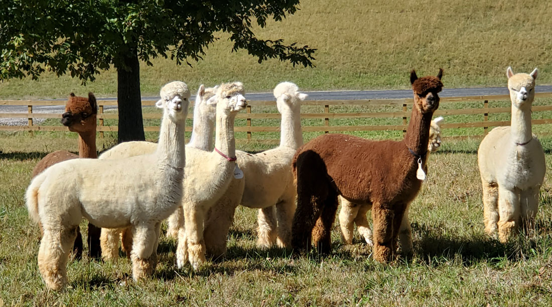 Mesa Trail Alpacas