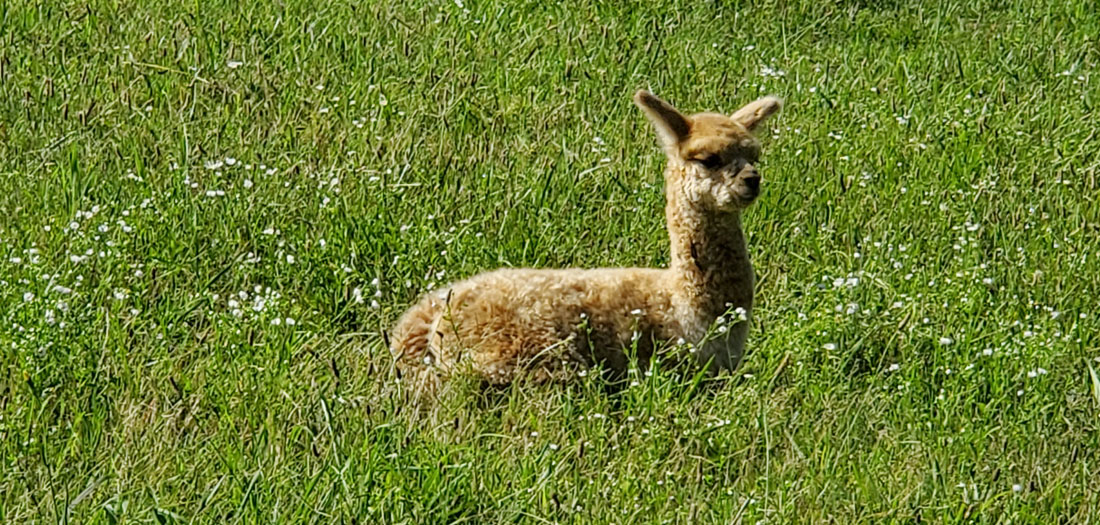 Mesa Trail Alpacas