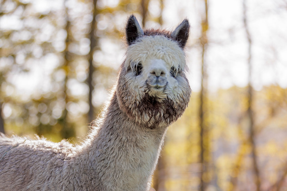 Eden a stunning grey alpaca