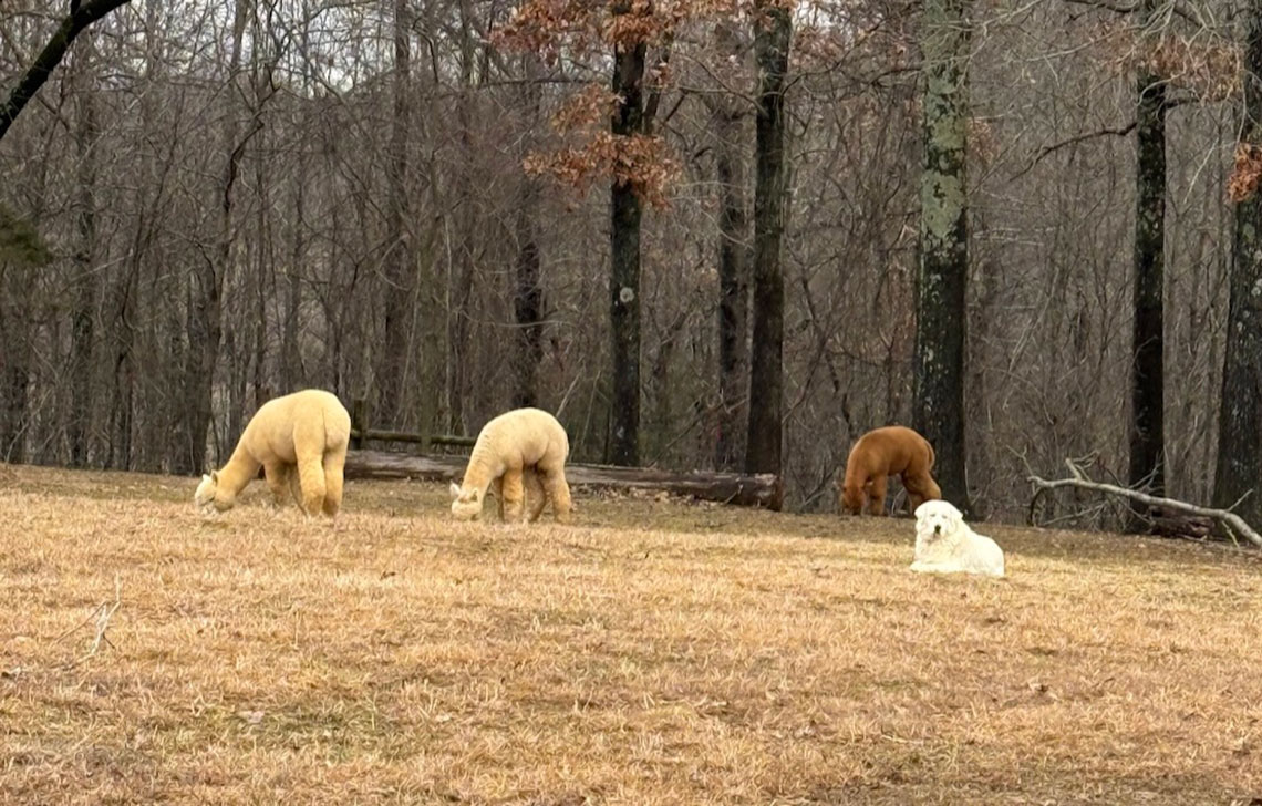 Maremma with their alpaca