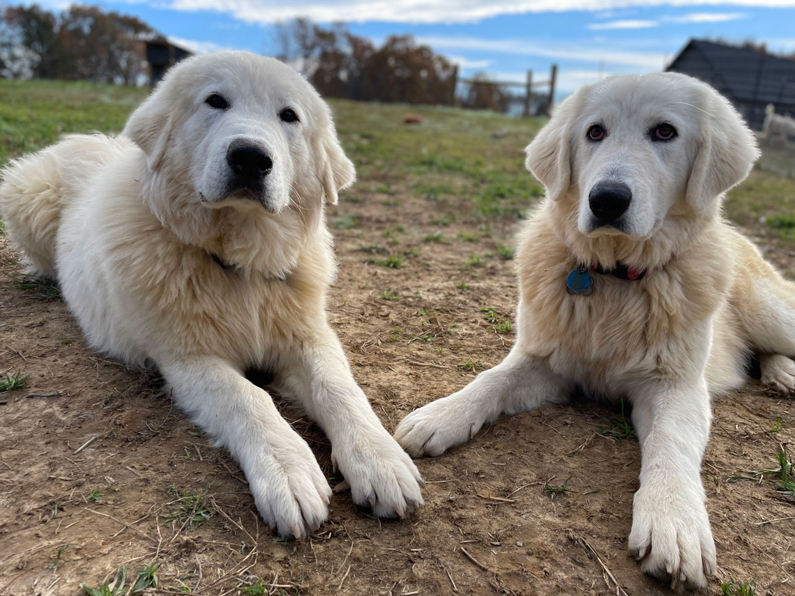 Catone and Lucy — Maremmas LGD's