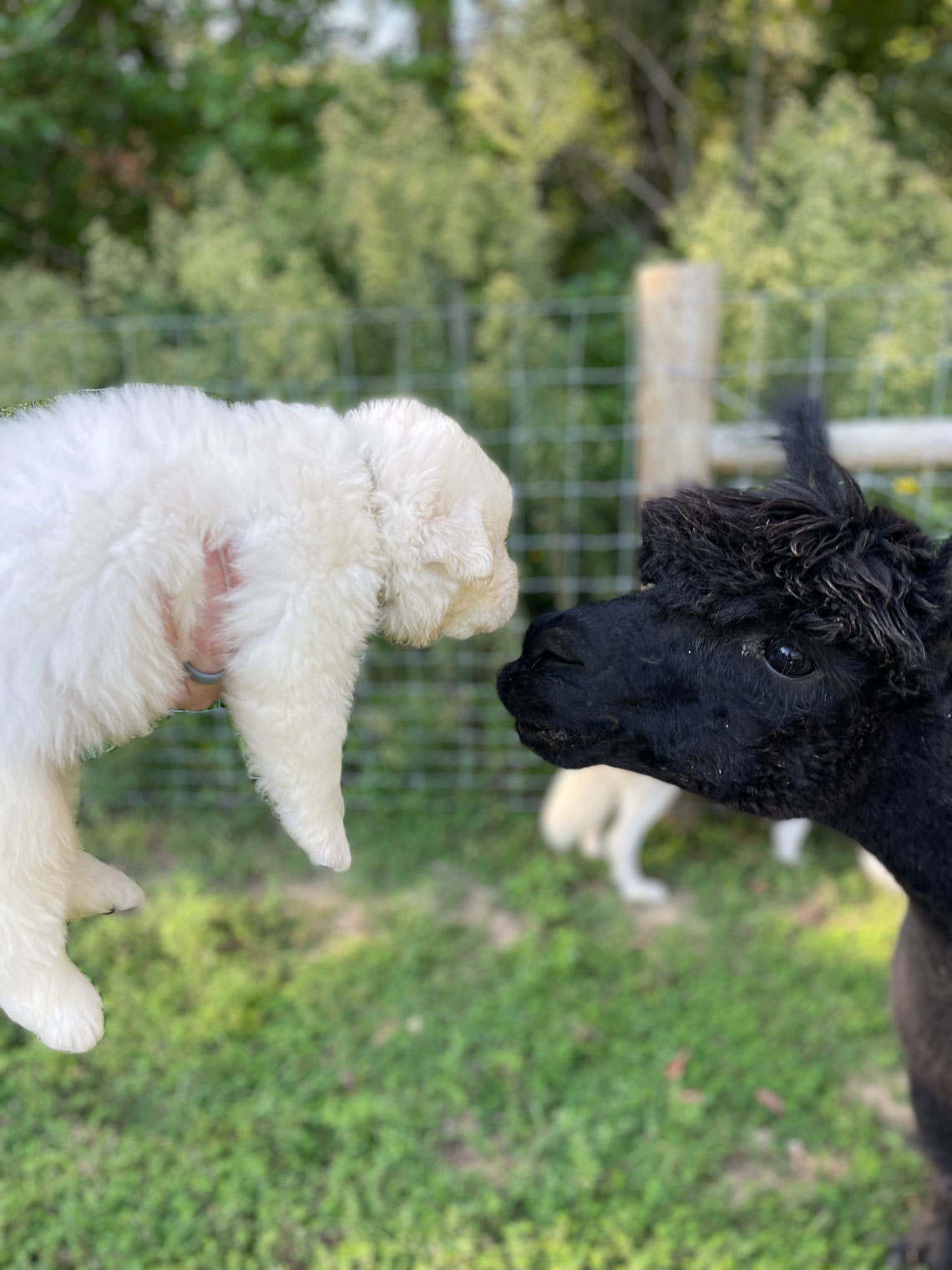 Maremma puppy kissing alpaca
