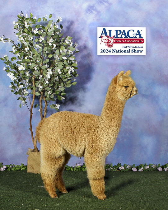 Misty Pond's Chosen Joy