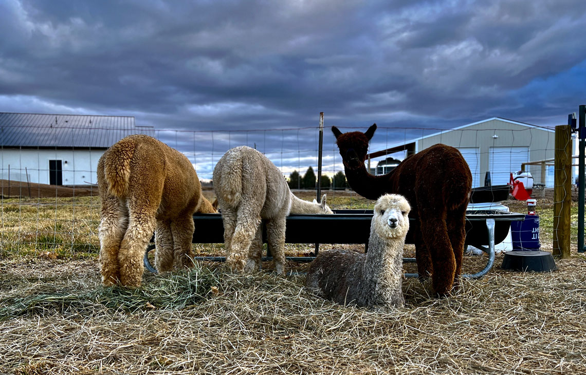 Four Alpacas in the field either eating from the feed bin or staring at the camera