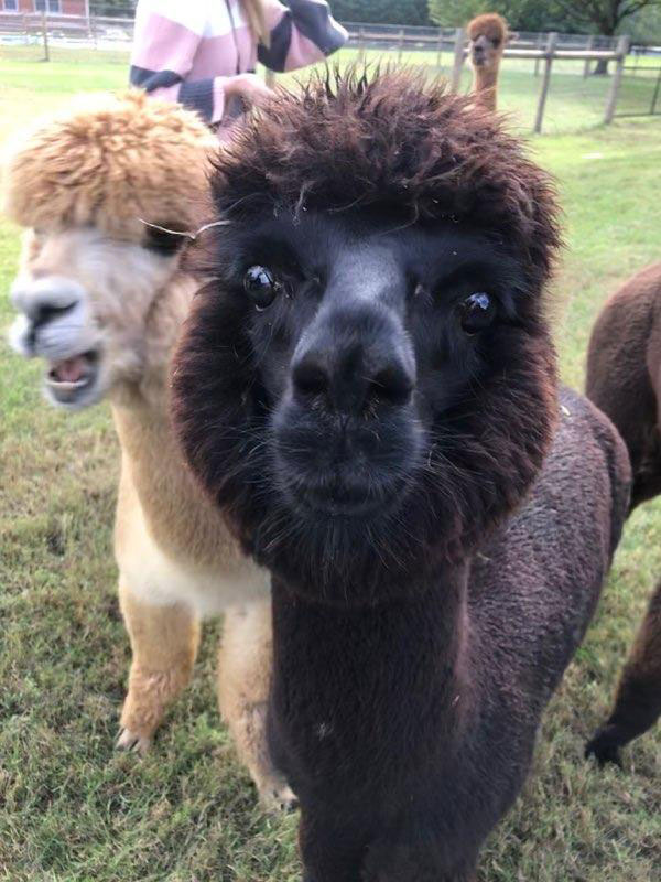 Alpacas looking at camera