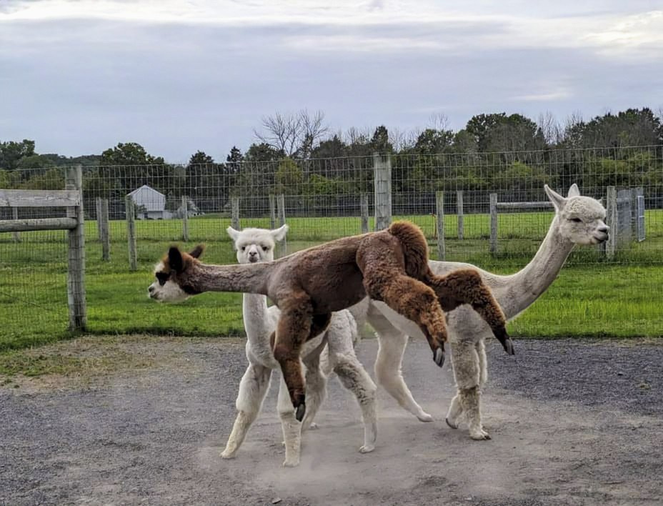 Super Girl Aurora - The Flying Alpaca