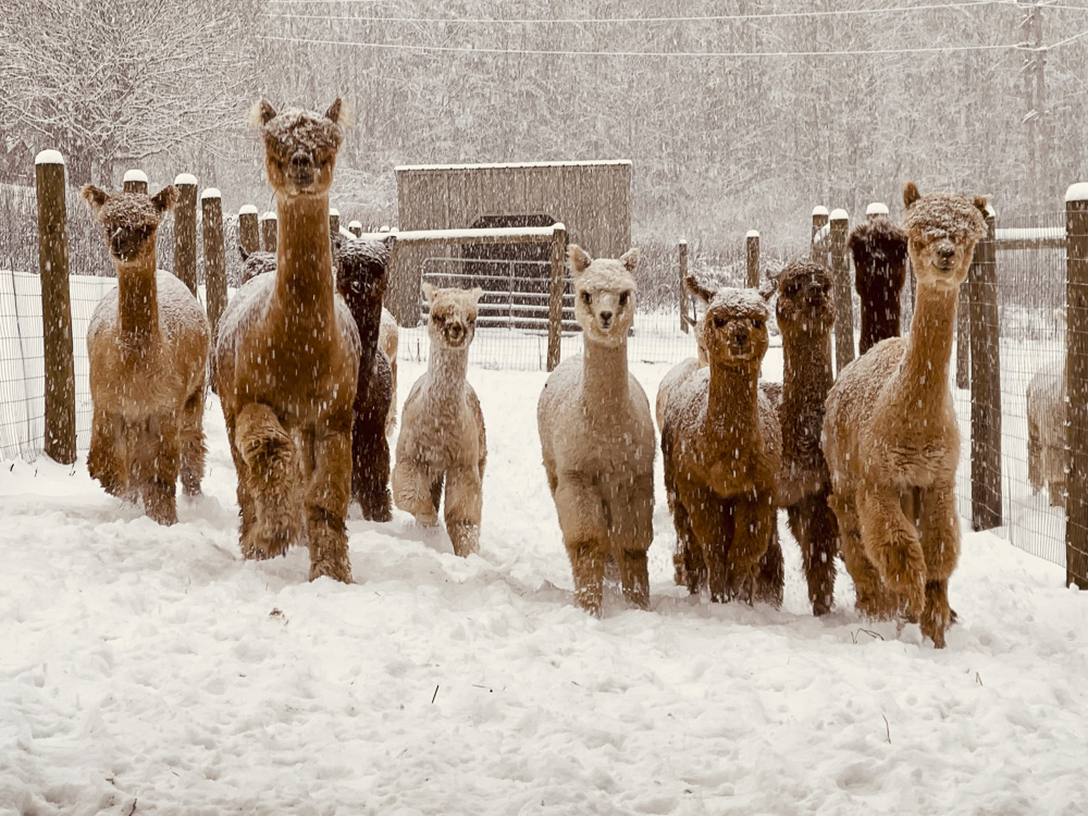 Do you want to build a snowman with us?