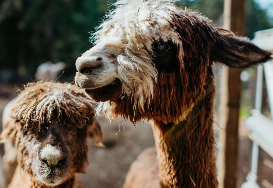 Membership Monday with Ouroboros Farmstead