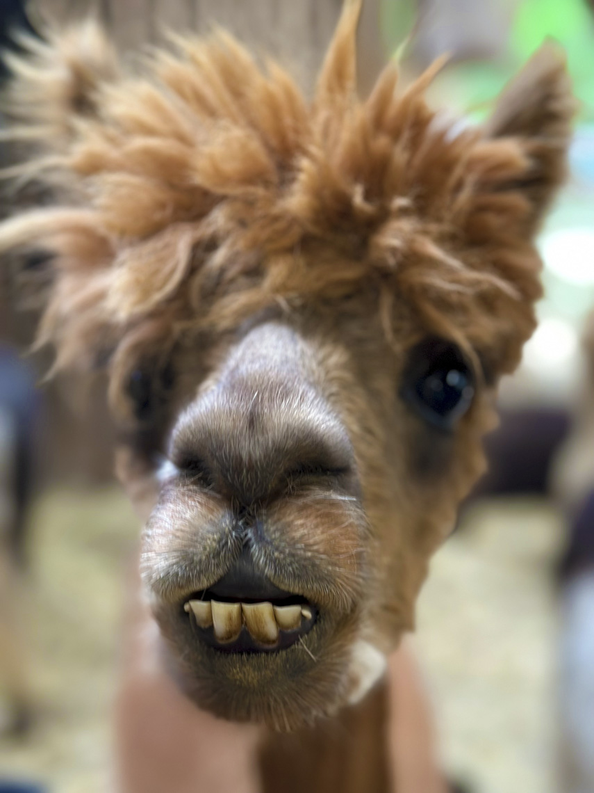 Is There Something in My Teeth?