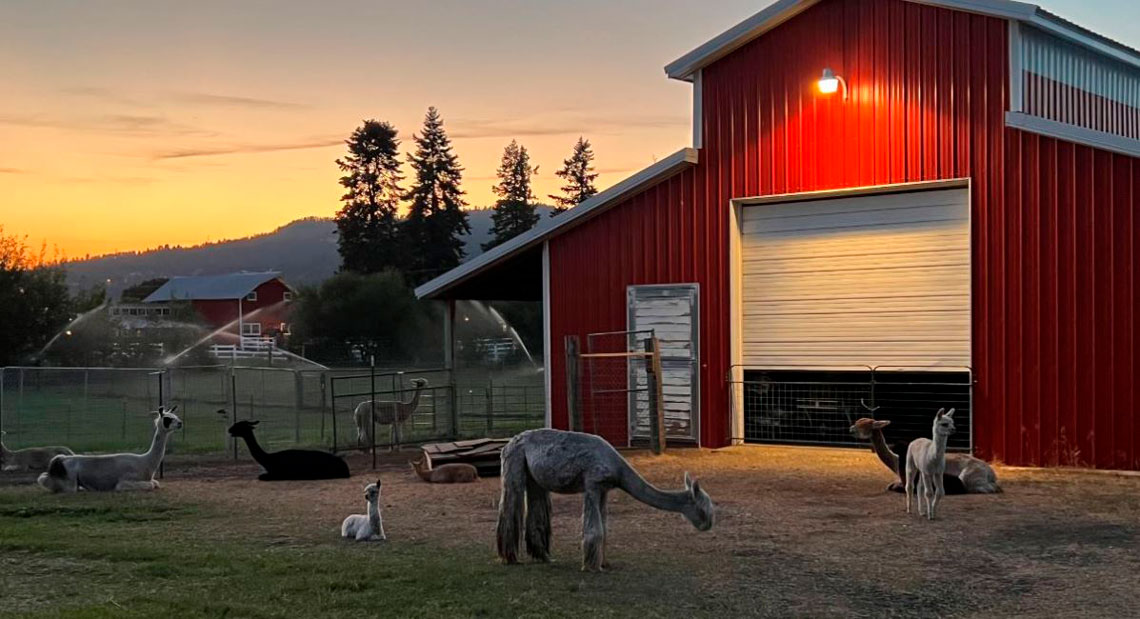 Evening on the farm