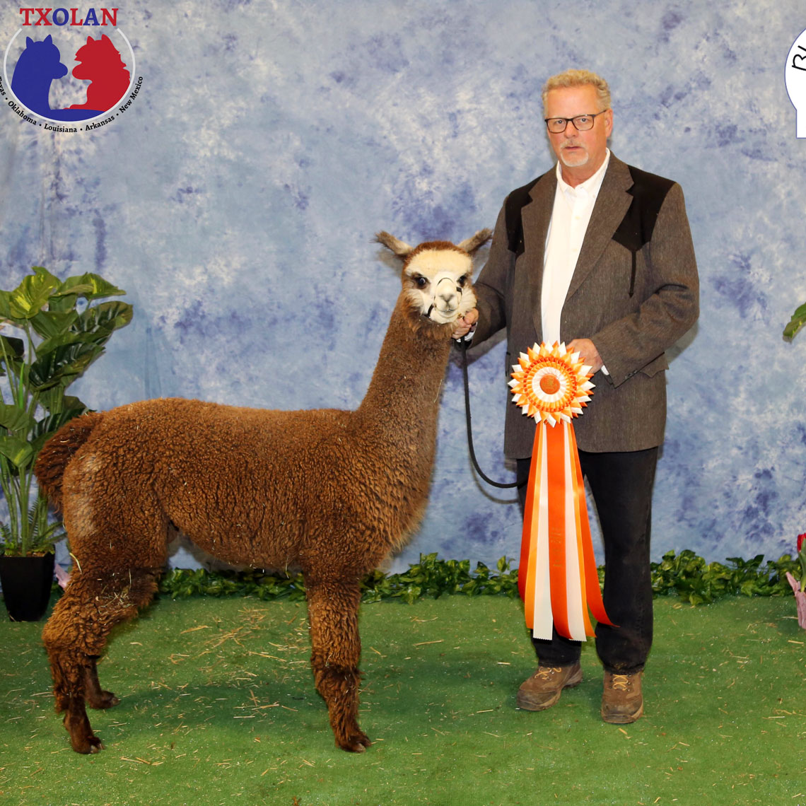 Prize-winning Huacaya alpaca from Plum Creek Alpacas in Kentucky
