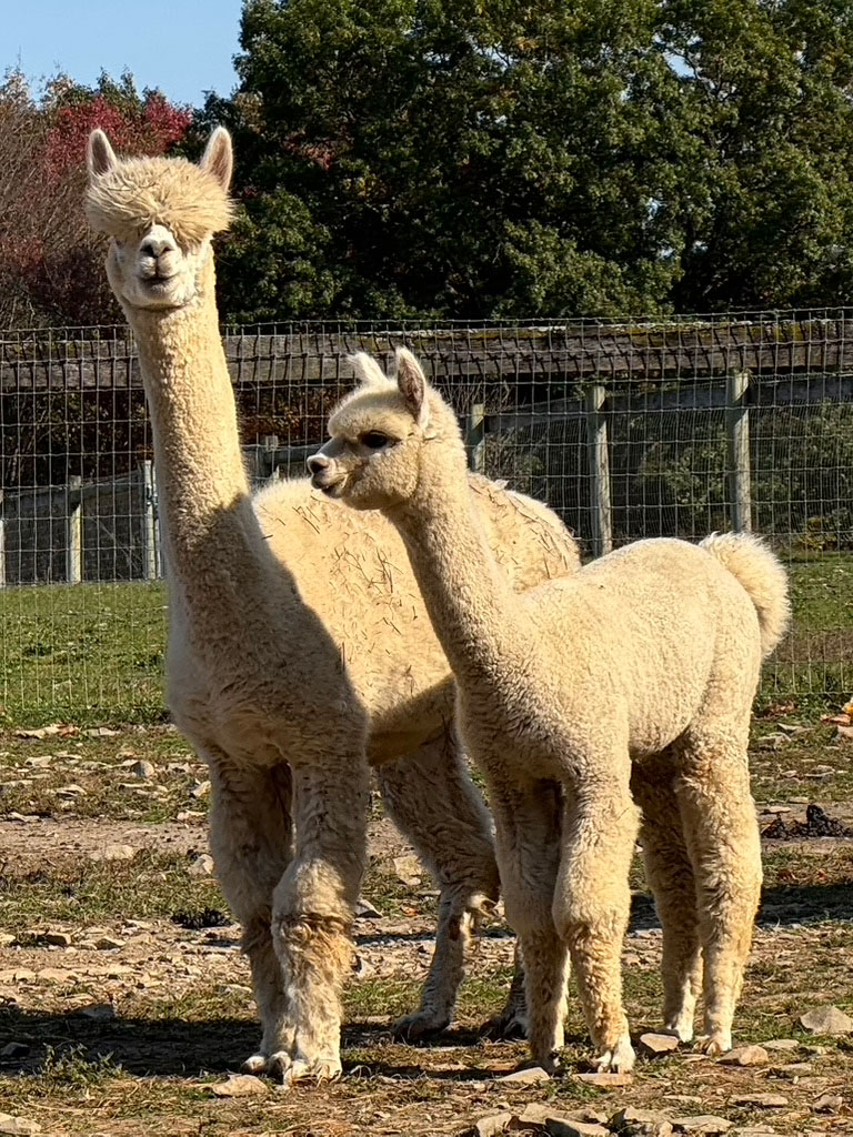 Mother and cria