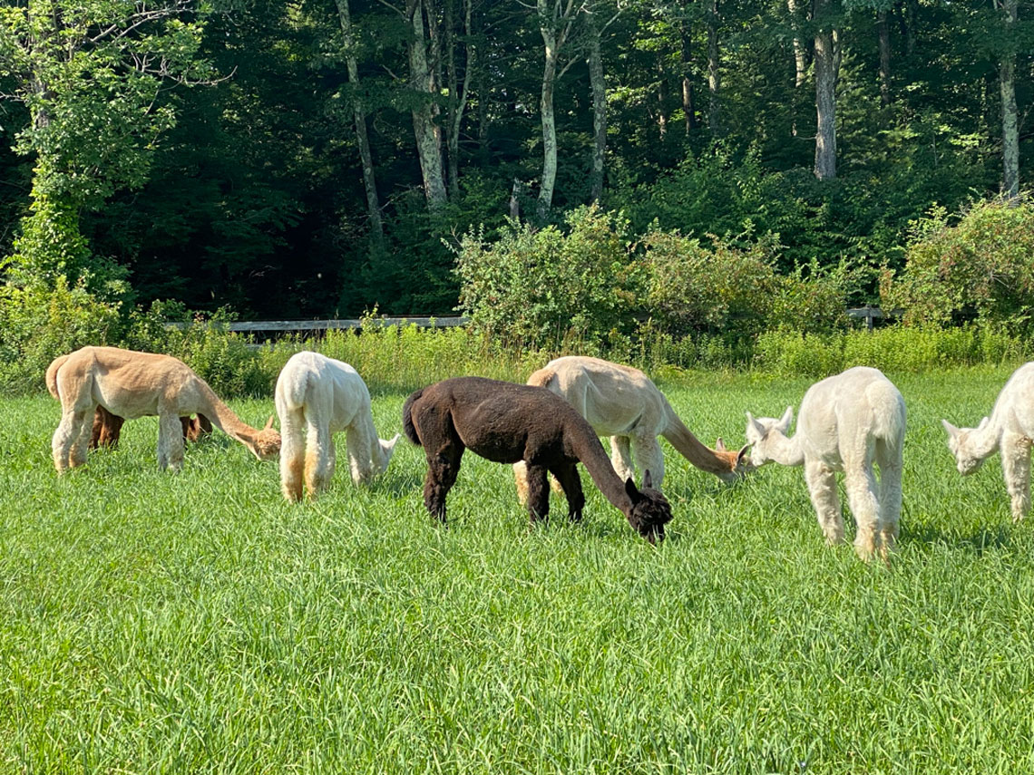 Alpacas grazing in the field