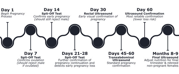 alpaca pregnancy timeline