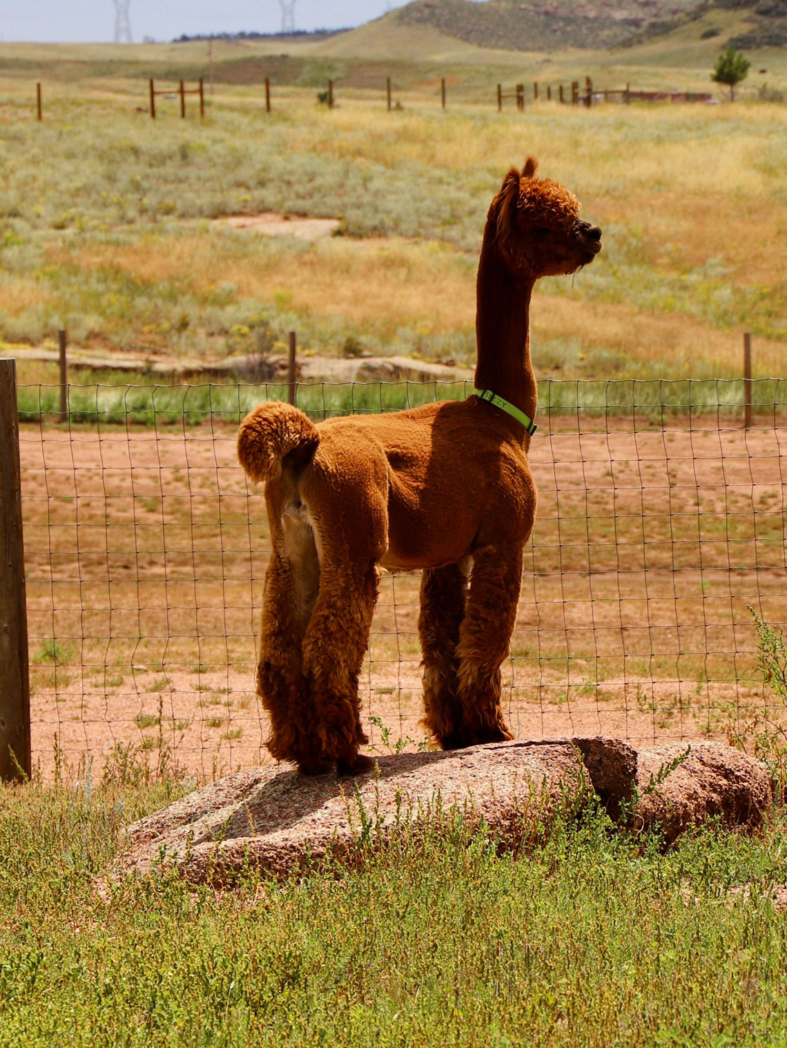 One of our elite Herdsires watching over his herd.