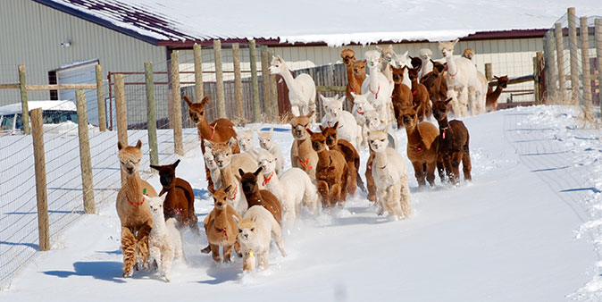 Red Granite Ranch Ltd