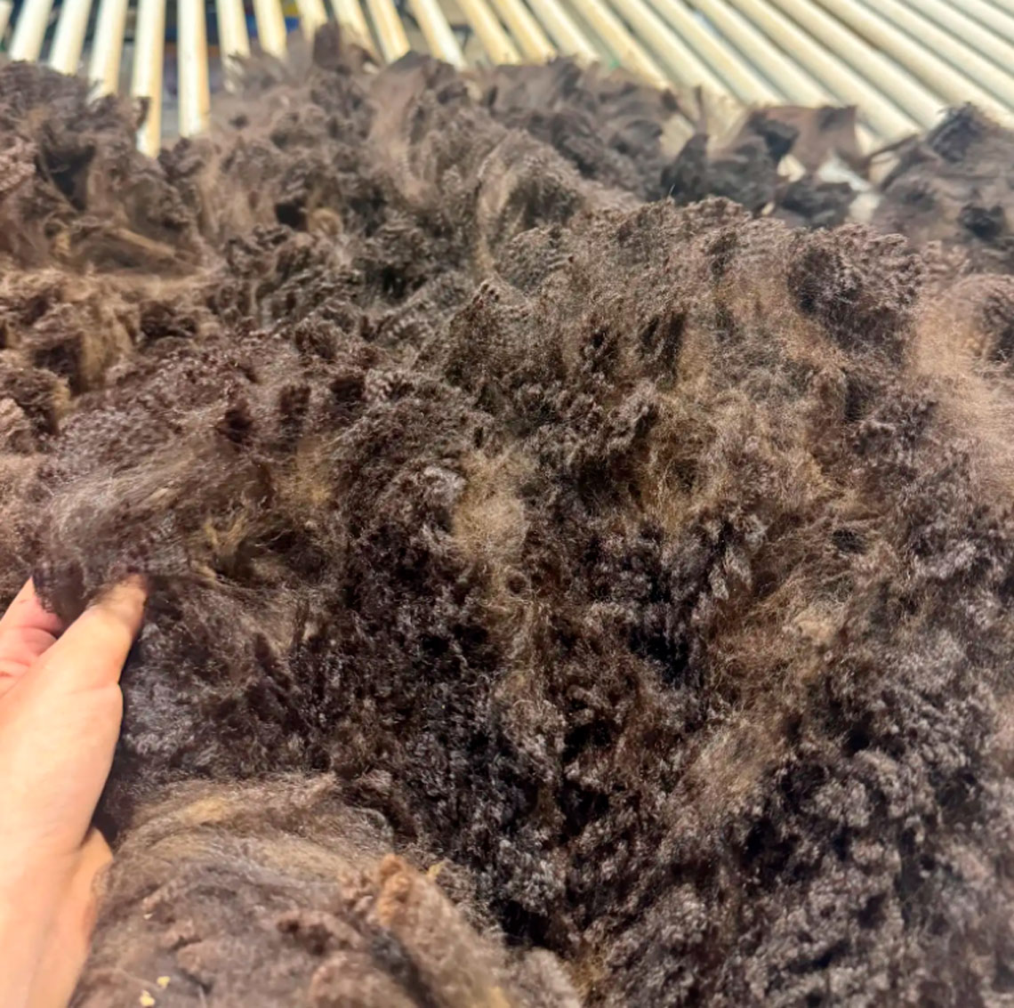 Example of a black bailed fleece