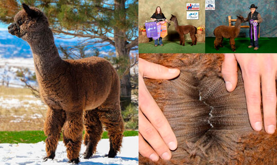 RED GRANITES BRAVEHEART BY ALYDAR