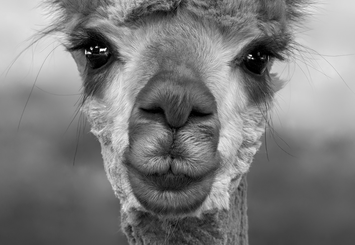 Into the Heart of an Alpaca