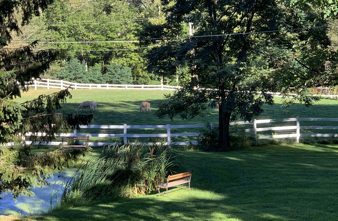 alpaca pasture in front of pond at Rosehaven Alpacas Inc