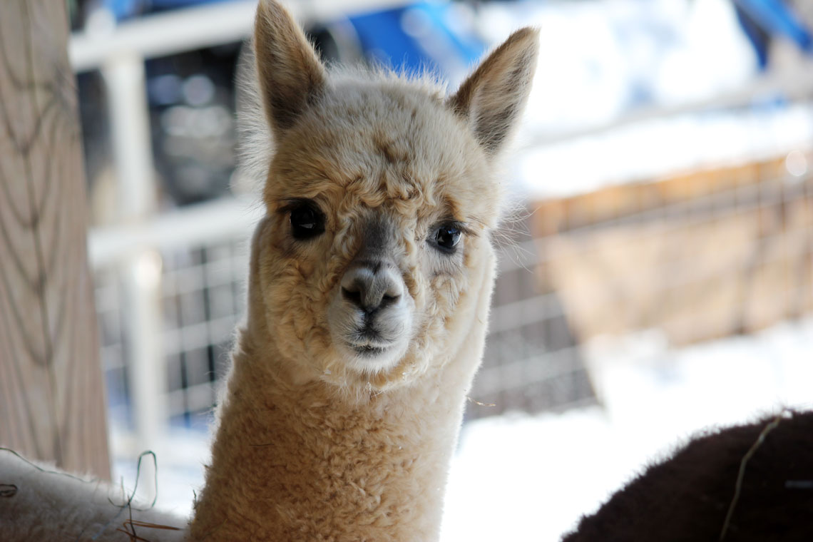 adorable cria at Rosehaven Alpacas Inc
