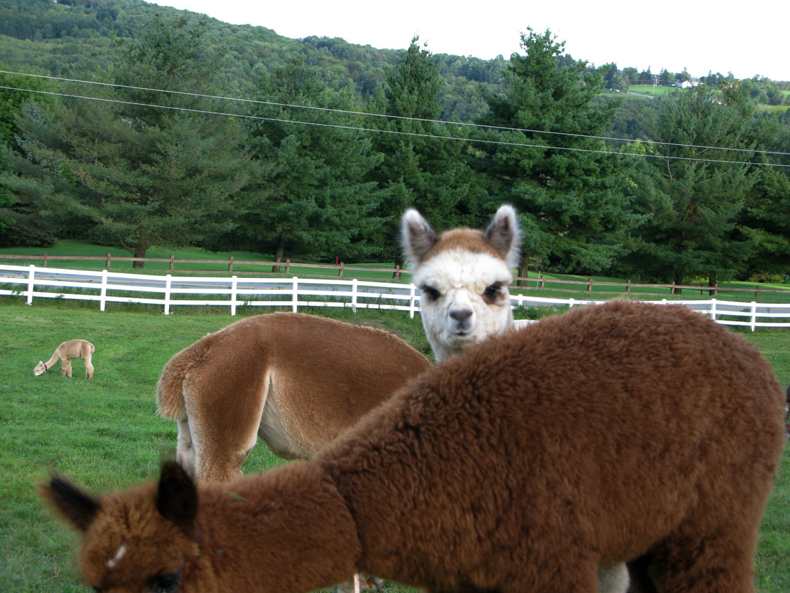 alpaca peeking over the back of another one at Rosehaven Alpacas Inc