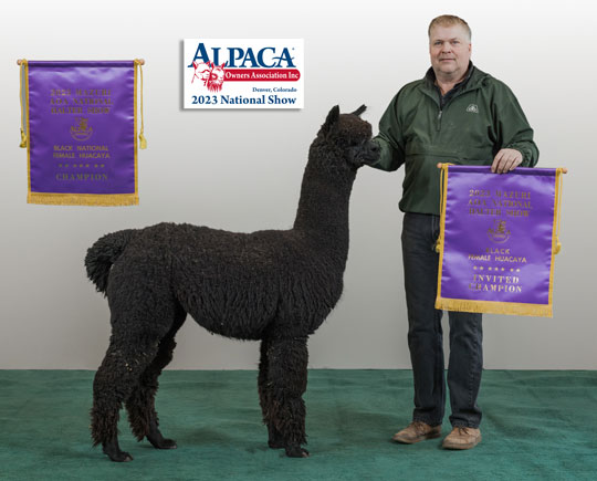 ROYAL Diamante's Fascination