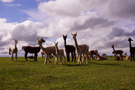 Sentinel Ranch Alpacas Logo
