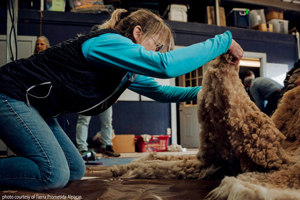 shearing an huacaya alpaca