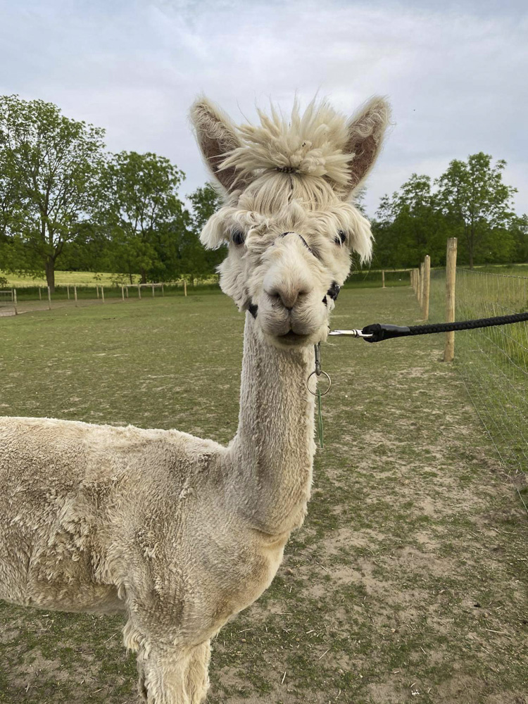“Oliver” Alpaca Hair Don’t Care!!!