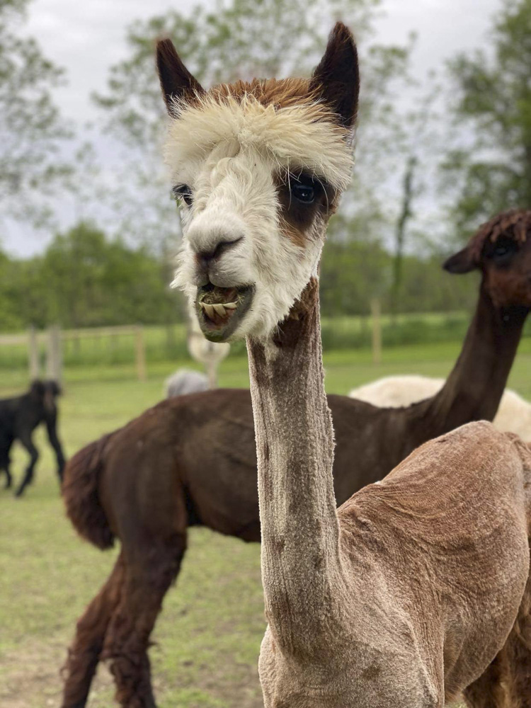 “Flame” Where’s my hay!!!