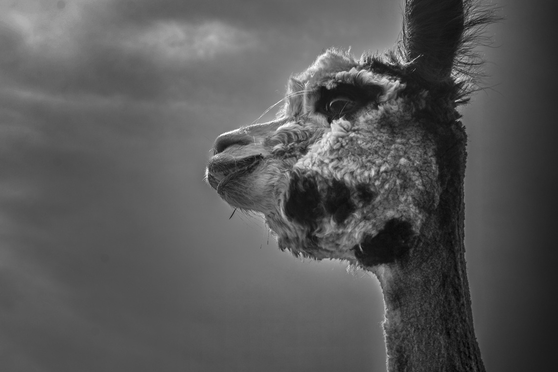 New Horizons: Post-Shearing