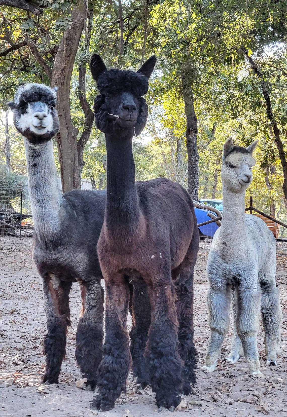 Beautiful Color of Alpacas