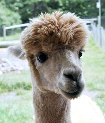 Golden Brown Alpaca Looking Right at the Camera
