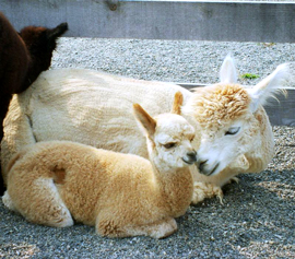 Starry Night Alpacas LLC Logo