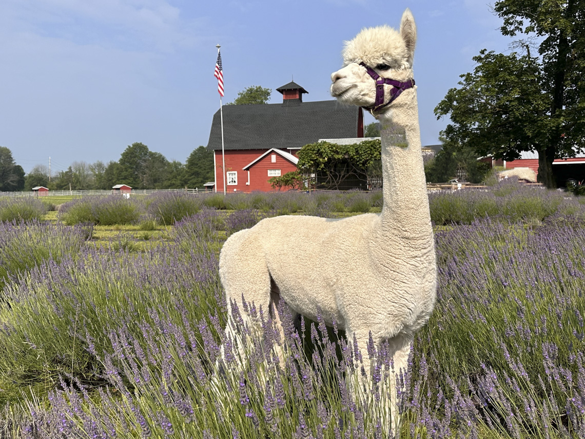 The smell of lavender