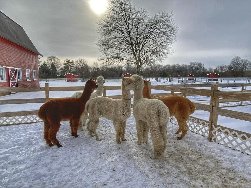 Winter on the Farm