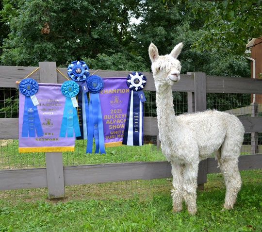 TASA's Crown of Fyre by Ashton