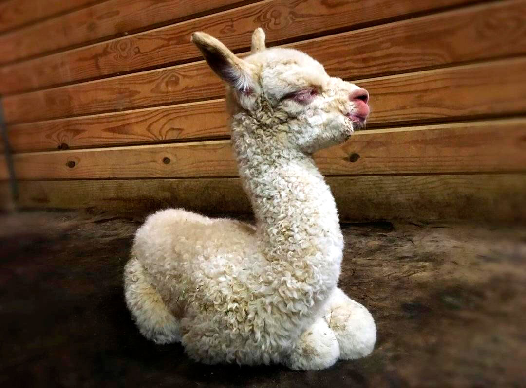 baby alpaca sitting in the barn at Teaberry Alpaca Farms
