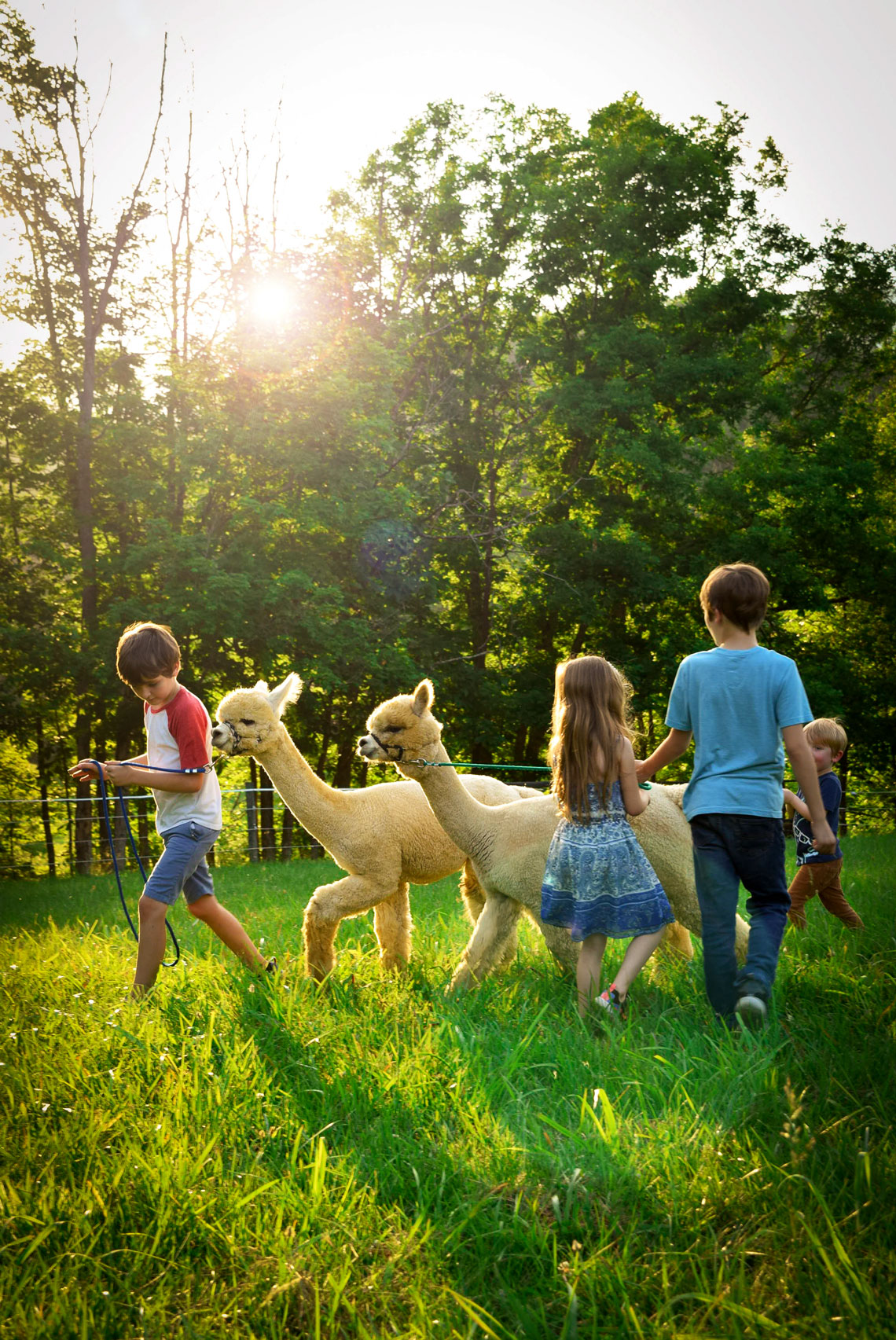 children playing in the fields with two beautiful white alpacas