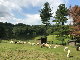 The Alpacas Of Spring Acres Logo