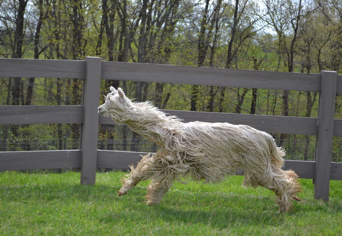 Membership Monday with The Alpacas of Spring Acres